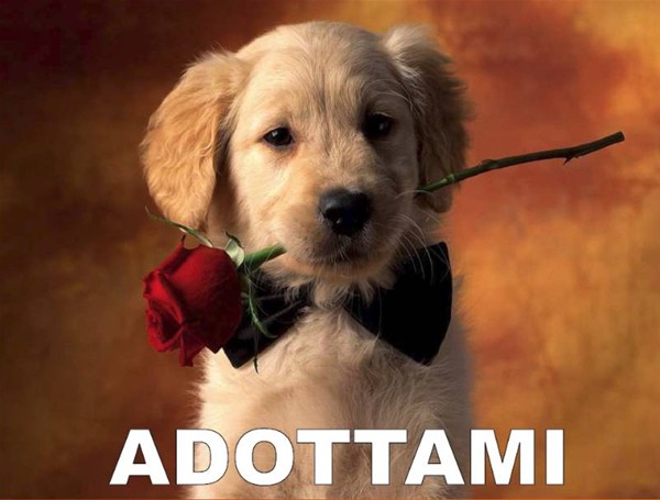 Adotta un cane